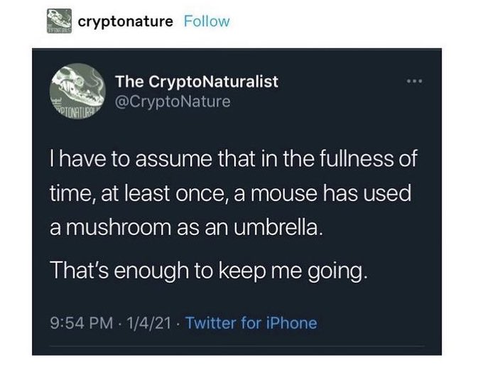 Grace (@divinemushrooms) on Twitter photo 