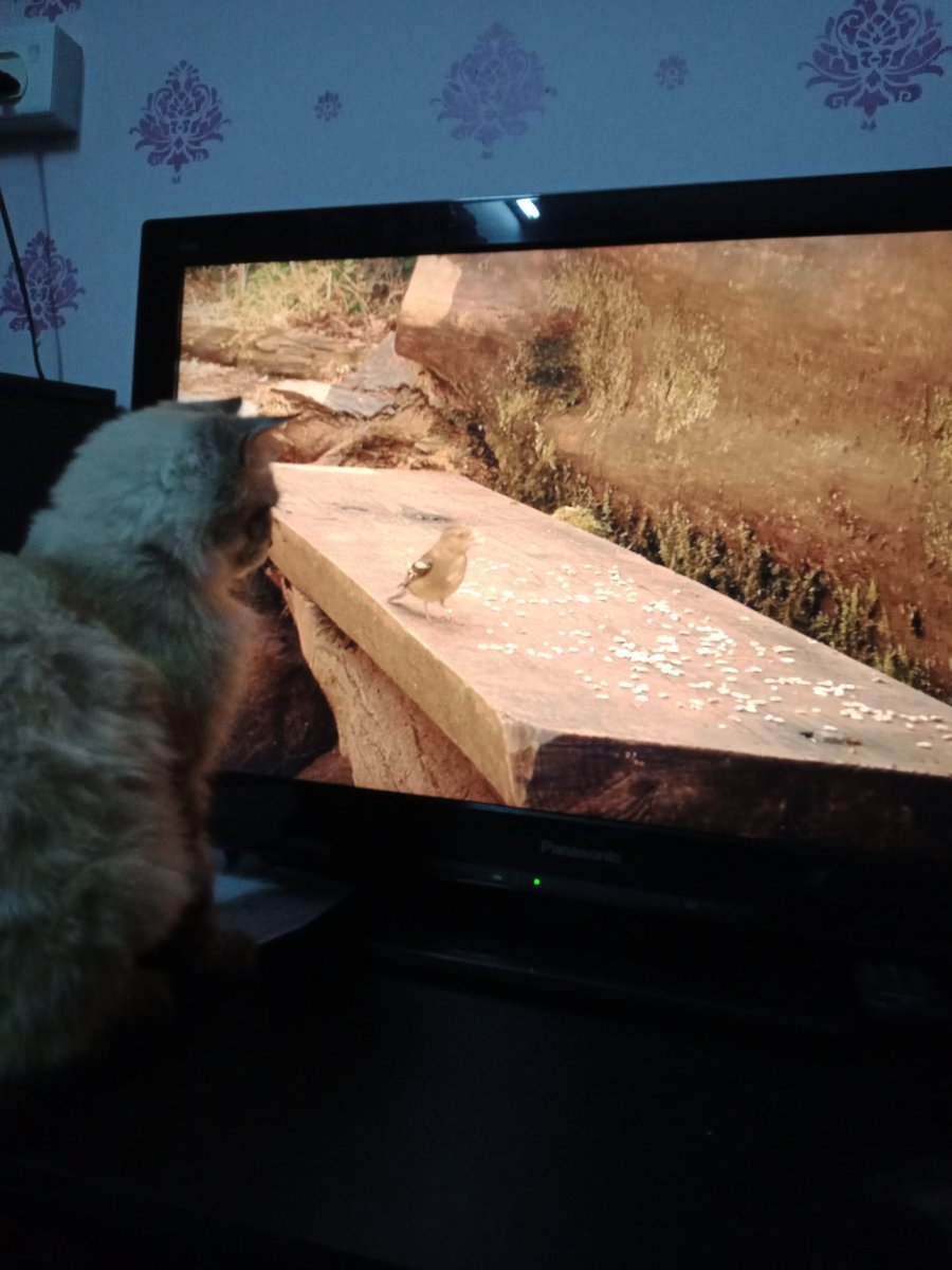 MsTanuki92's tweet photo. Trying to work some editing but ms.tanuki is busy doing bird watching since she just trim her fur https://t.co/nCxbNrrPeW