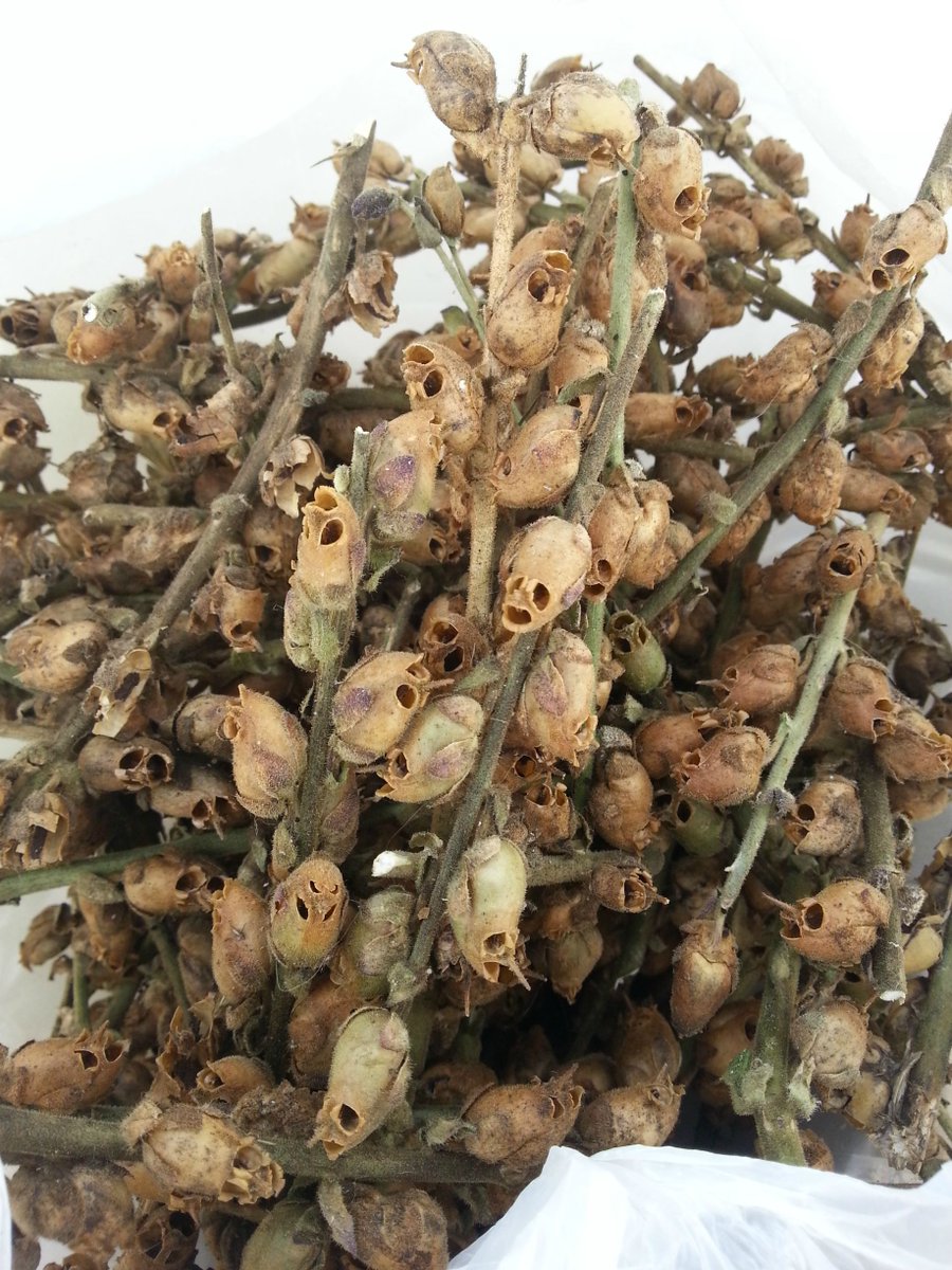 HorrorPaperback's tweet photo. When snapdragons die, they really want you to know about it. https://t.co/oWOfMJlJcd