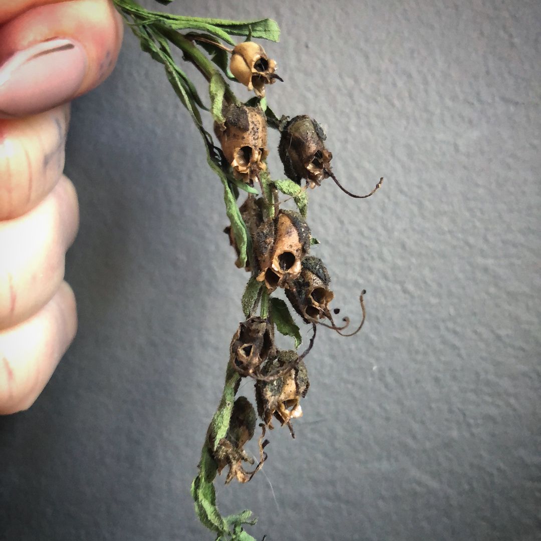HorrorPaperback's tweet photo. When snapdragons die, they really want you to know about it. https://t.co/oWOfMJlJcd