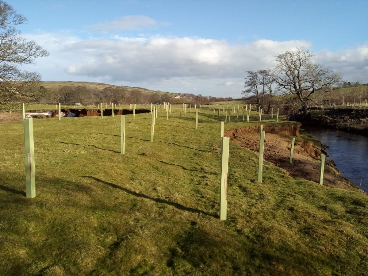 VictoriaMurray3's tweet photo. This week @northyorkmoors have planted 500 trees in Danby Dale as part of the #WEG Esk Restoration Project. The trees will help reduce sediment &amp; runoff from the land, improving water quality AND will create new woodland habitat. 🌳👍 @EnvAgencyYNE https://t.co/9mQNMIgMi4