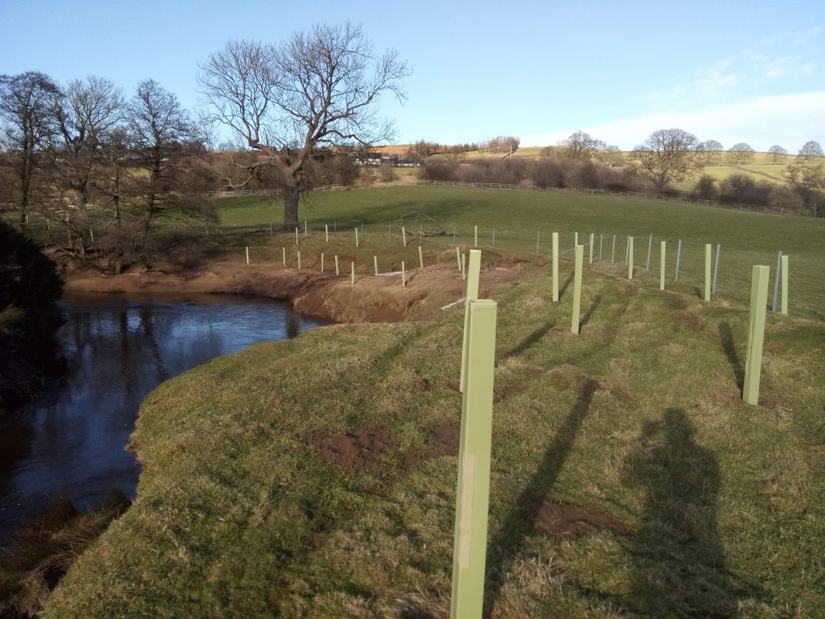 VictoriaMurray3's tweet photo. This week @northyorkmoors have planted 500 trees in Danby Dale as part of the #WEG Esk Restoration Project. The trees will help reduce sediment &amp; runoff from the land, improving water quality AND will create new woodland habitat. 🌳👍 @EnvAgencyYNE https://t.co/9mQNMIgMi4