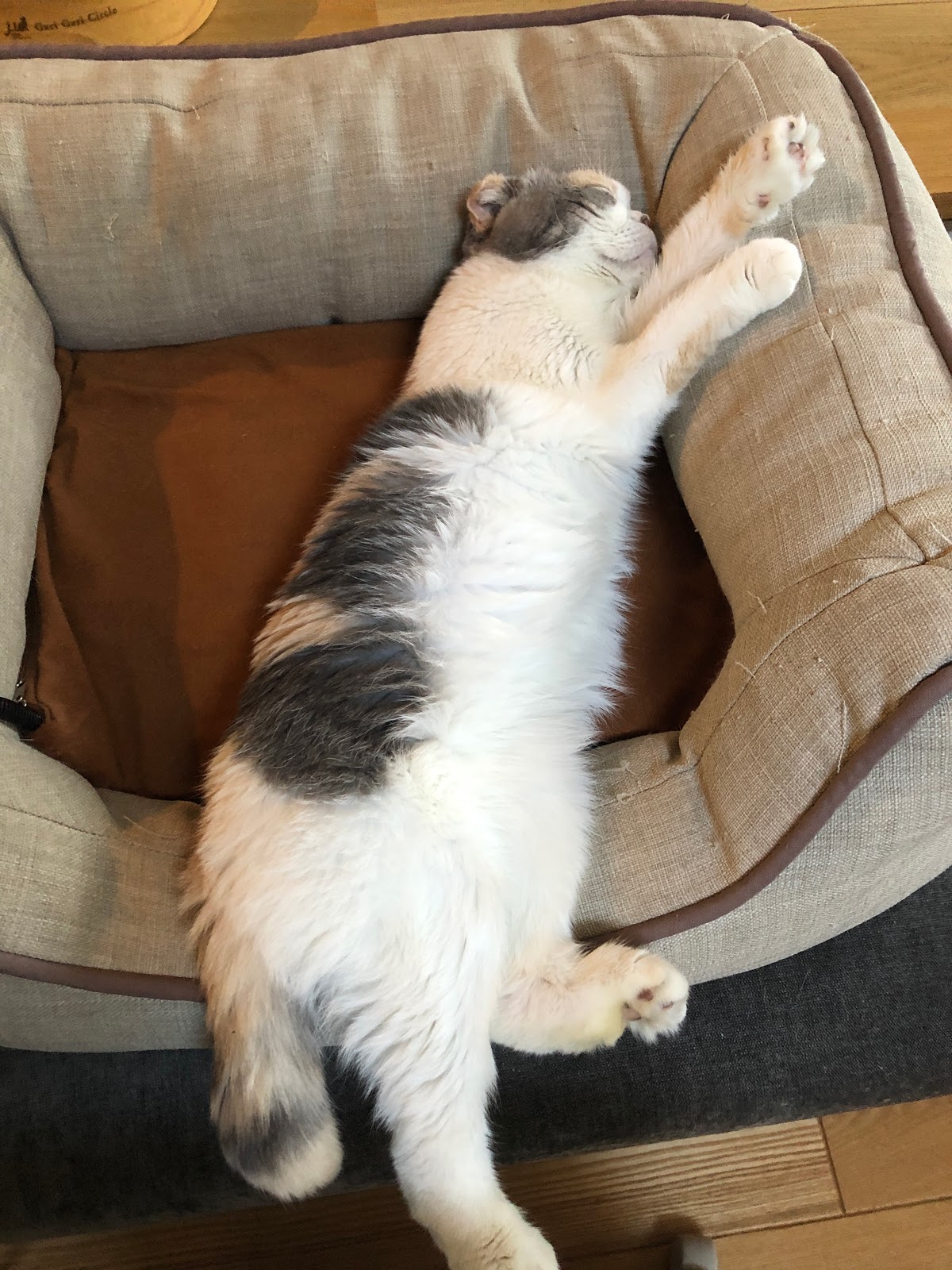 キリカン洋行 公式 はみ出がち 猫のいる生活 保護猫 T Co I2lyvwrezo Twitter