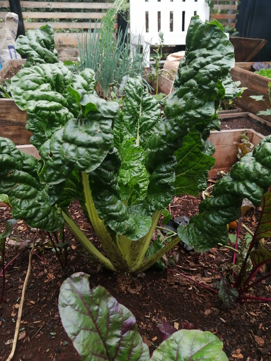 kitchengardenke's tweet photo. Having a kitchen garden helps reduce food wastage because you only harvest what you need, a meal at a time. #kitchengarden #gardeningtips #gardening #foodsecurity #Food #hunger #Nairobi #Kenyans https://t.co/l9t7Gsyuv3