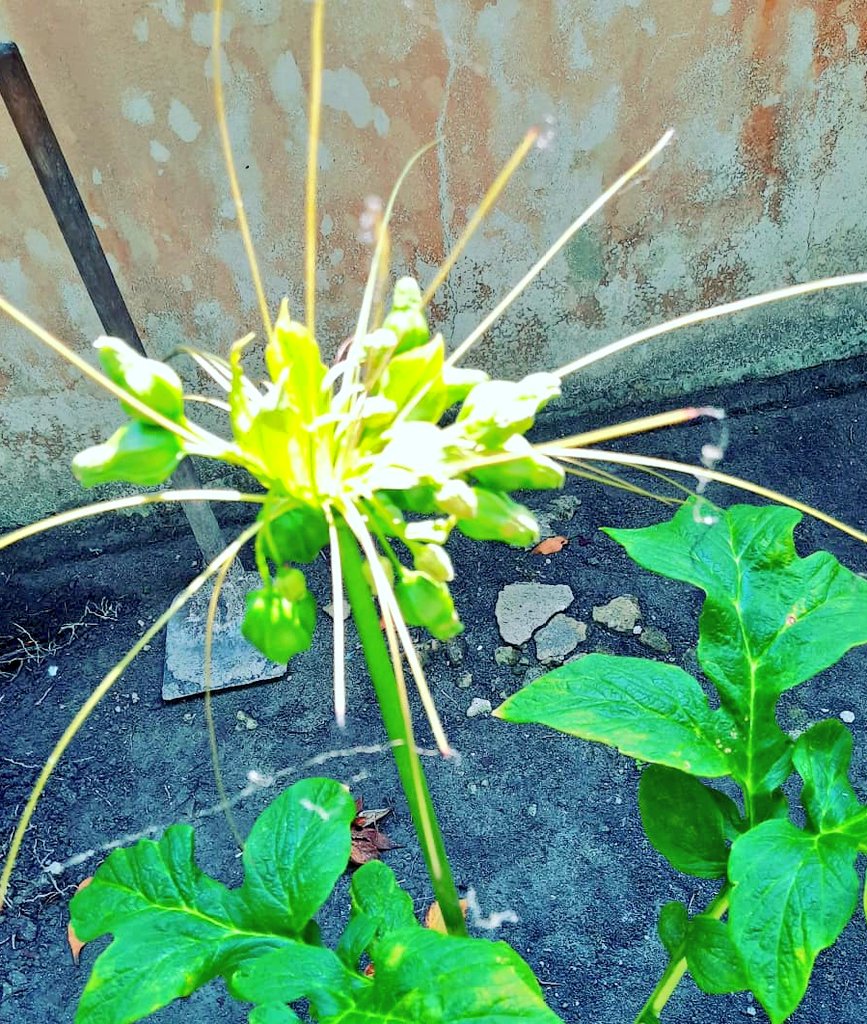 aishaashiyaa's tweet image. Kudhibayakah mi gas fenuneema buni mihiree qaumee miru gahekey fenifa. V reechey qaumee miru hunna goiy.  Gaumee mirus gahuga dhigu isthashi kahala ehchehi ves hureyey 🤭😂
#childrenthinking 
#happymovement