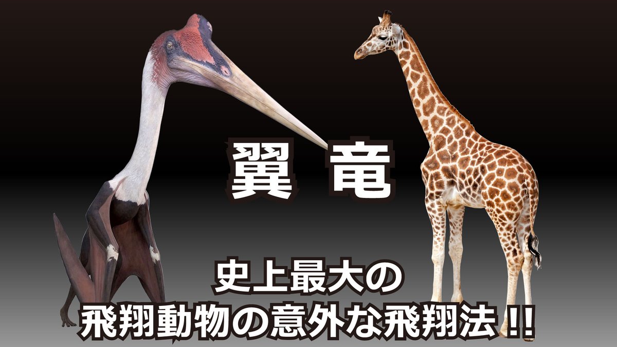 Lemuria Ch 本日19時に公開します 翼竜 史上最大の飛翔動物の意外な飛翔法 主な翼竜の他 巨大翼竜ケツァルコアトルスの飛翔方法や 09年にルーマニアで発見された史上最大の可能性がある翼竜などを紹介しています プテラノドン