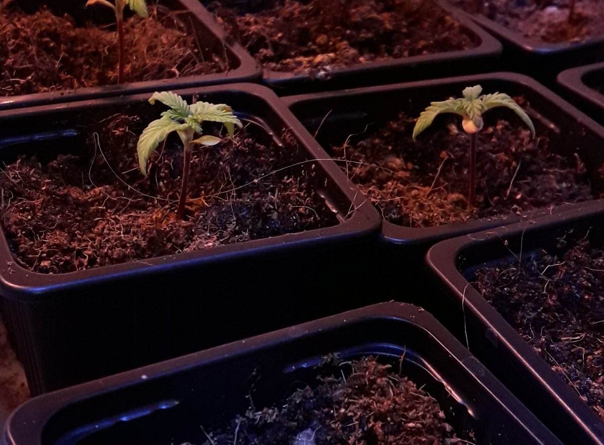 AdrycManellson's tweet photo. Weed Día @GreenbudSeeds.
Y Feliz fin de #BigCrew,
con mortecino Día en #AdrycsCove, mi #Auditoría a #AfghanStorm #AutoCakeBomb y #BudMaker #SailingTheGreenSea mientras Gatito que no sabe que hacer, desde,
Mi Hada, la #Crew #AdrycManëllsonTesterTeam y yo Os Deseamos.
Alegría.🧚‍♂️😎 https://t.co/kuRpnVbTTb