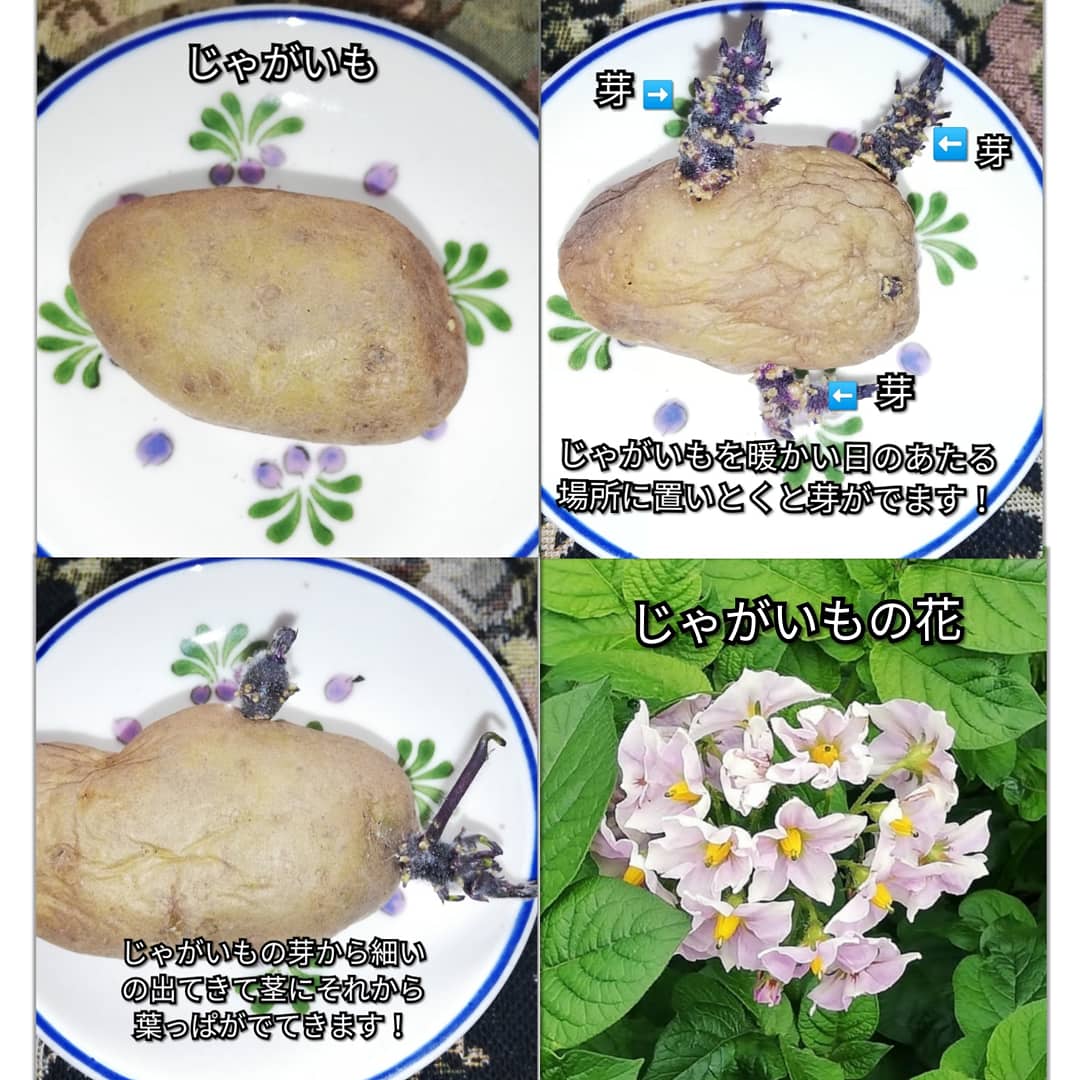 じゃがいも栽培