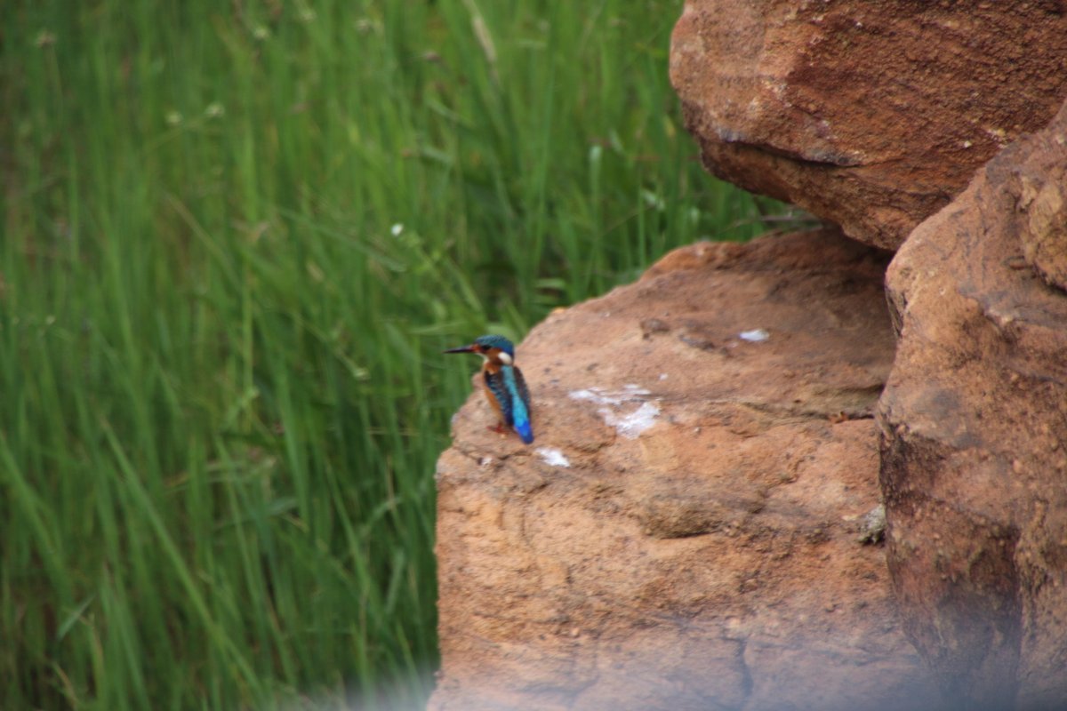 The Team at Shambala Private Game Reserve participated in the Birding Big Day late last year - have a look at the blog below to see some of the birds they encountered.

shambalaprivategamereserve.co.za/2021/02/19/the…

#BirdingBigDay #Shambala
