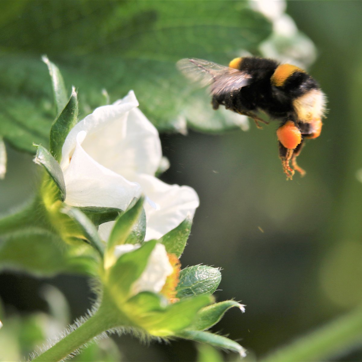 Protect our bees!
The government decided to let sugar beet producers in England use seeds treated with neonic thiamethoxam. 

Sign the petition to protect our pollinators, animals and waterways: bit.ly/3pDGsBb

#BritishWildlife #Neonicotinoids #SustainableFarming