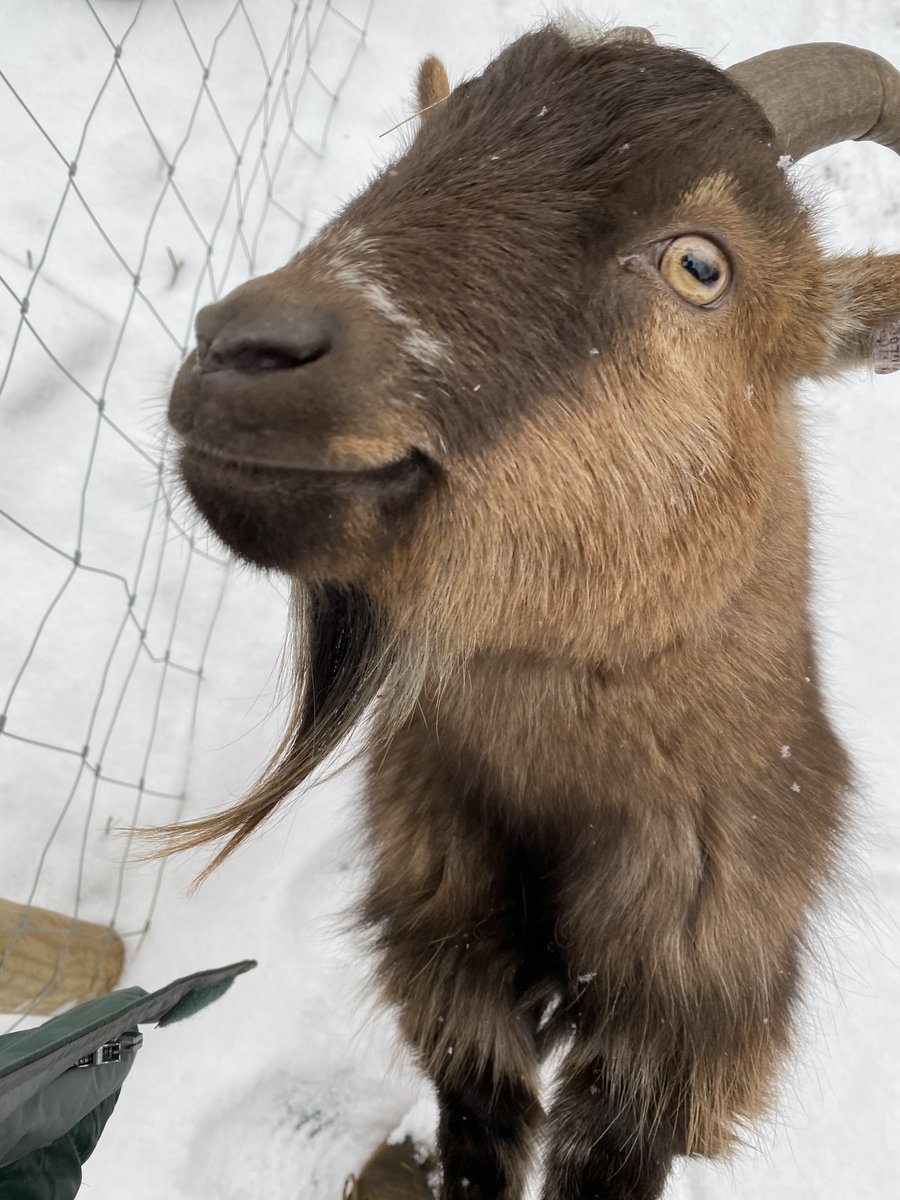 🐐Paul, one of our African Pygmy Goats, looking like butter wouldn't melt. It doesn't matter that he is incredibly cheeky the rest of the time!

Please consider donating to our fundraiser to help the animals. crowdfunder.co.uk/the-arc-centre
#education #animal #croydon #help #fundraiser