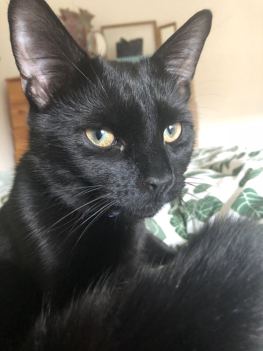 Cuddles this morning with Keith the cat 💕