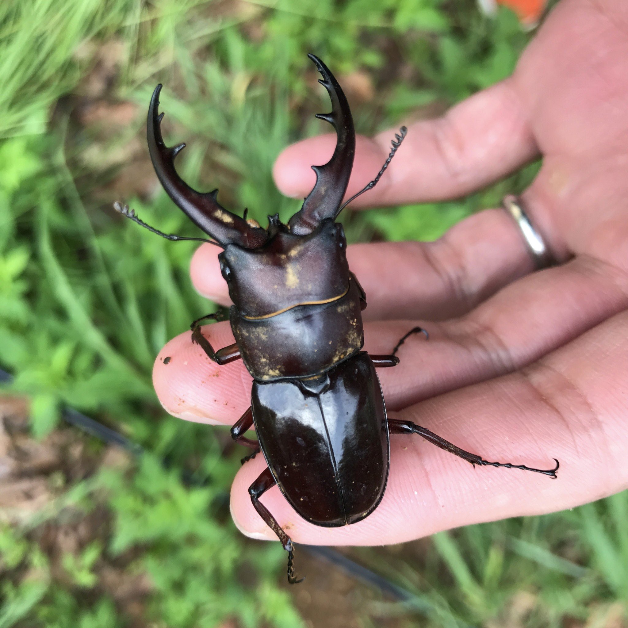 オキナワノコギリクワガタ☆キンプン☆幻