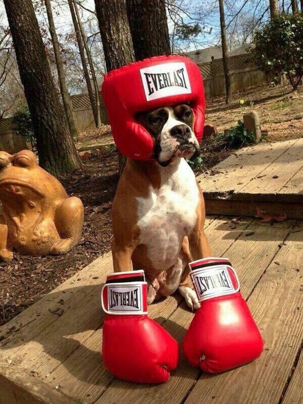 People keep asking what sort of dog is he ....