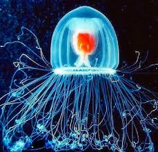 15. The Turritopsis Dohrnii jellyfish is officially known as the only immortal creature in the world. It lives forever.