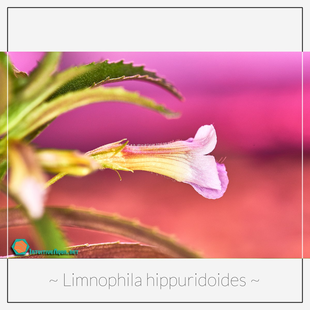 intuitiveaqua's tweet photo. Tropical #aquarium plants can bring a drop of #summer in your house. Here Limnophila hippuridoides blooming https://t.co/SWSZ8pJfI7