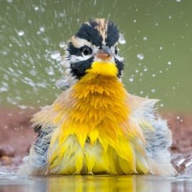 Emilia characters as birds. A thread. 🐦

Alphonso Lanier and a golden-breasted bunting