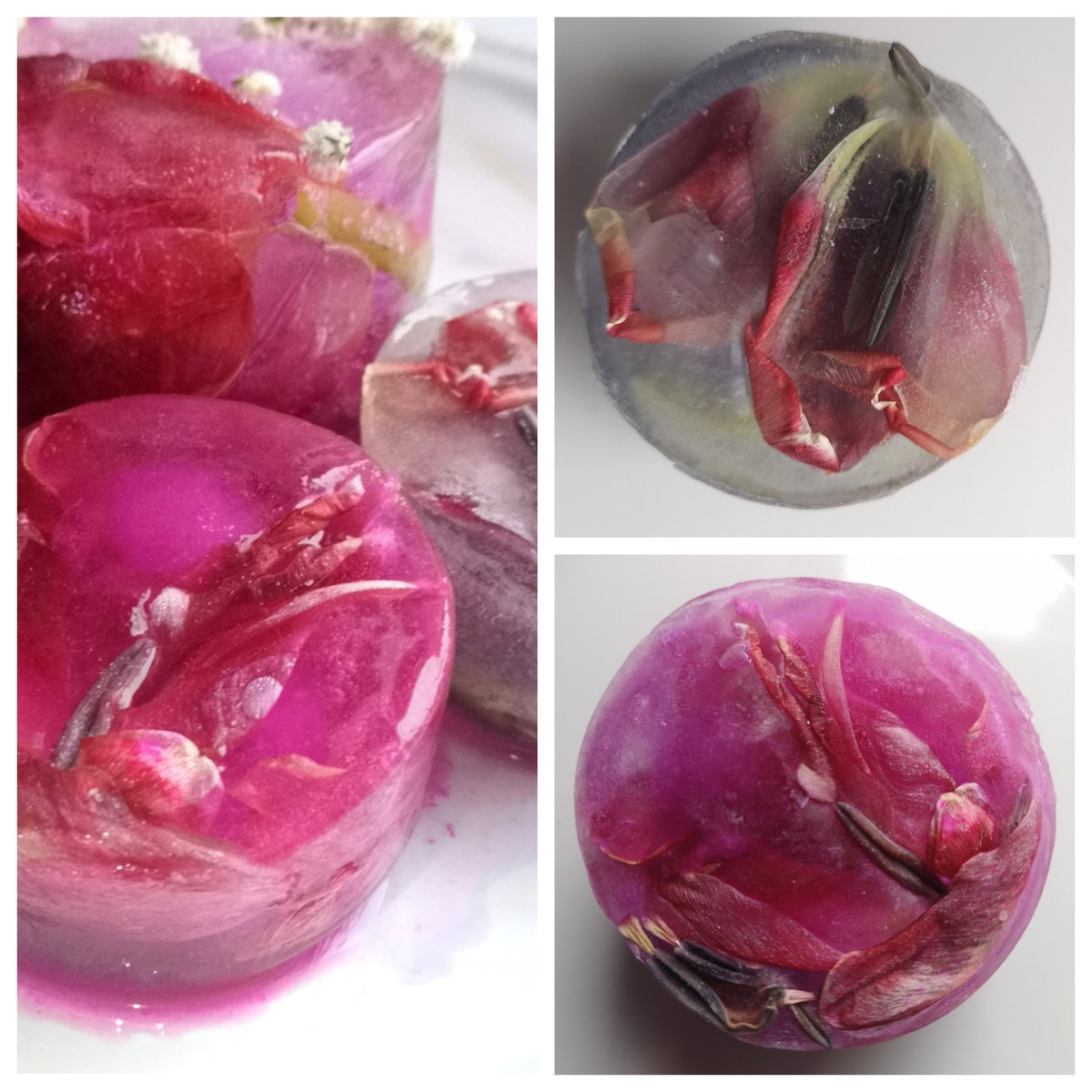 LauraDentArt's tweet photo. Frozen fading flowers masquerading as desserts. #LockdownLife #goodenoughtoeat #frozenflowers #icephotography #colour #icetexture #keepingoutofmischief #pink #hyacinth #tulips https://t.co/eEsa2pknCO