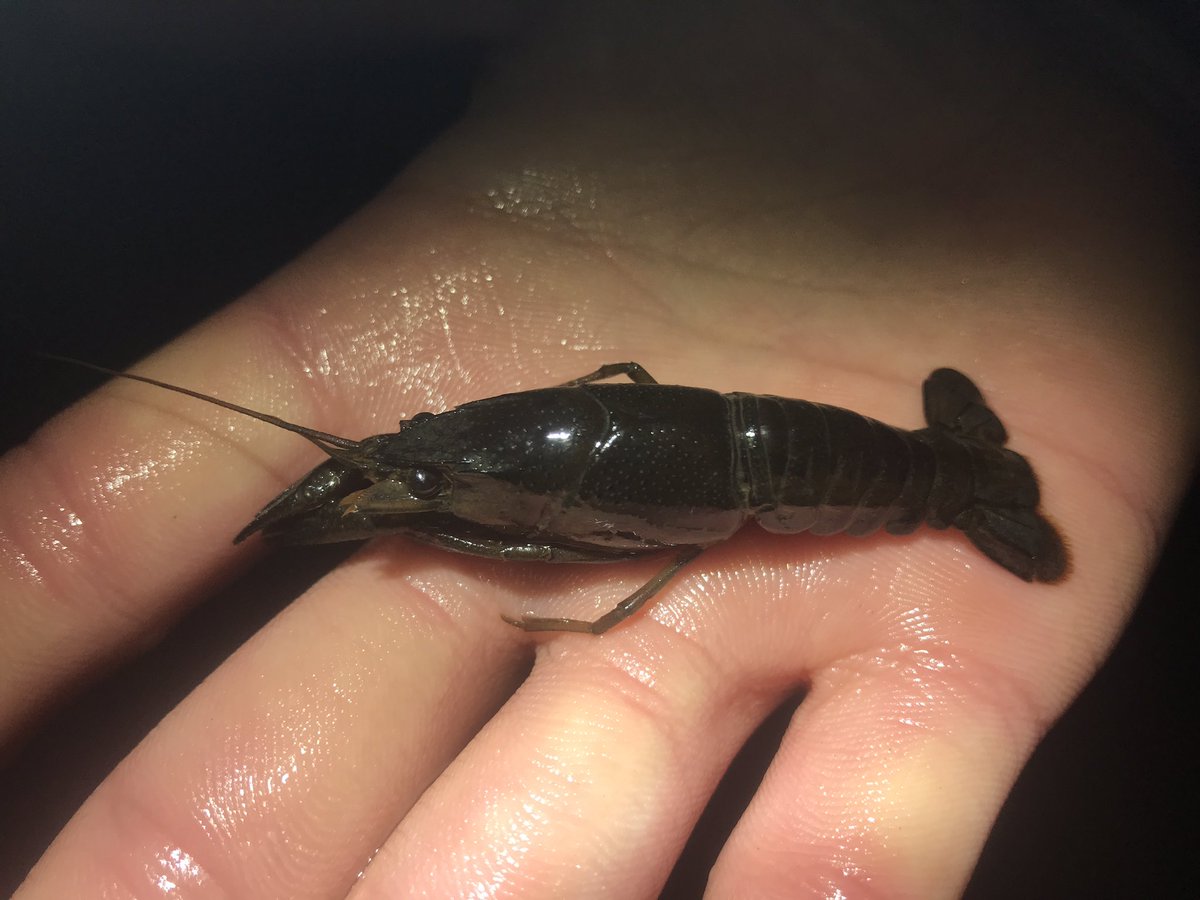 ナマニラミ アメリカザリガニの子供 なんか凄い黒いんですけど メラニスティックだったりするのかな ナマニラミ アメリカザリガニの子供 なんか凄い黒いんですけど メラニスティックだったりするのかな