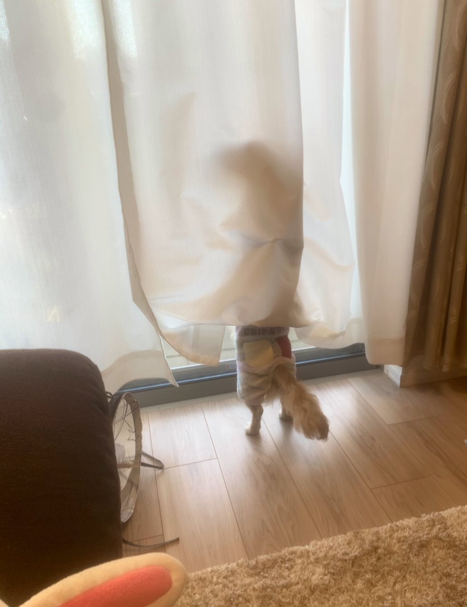 ____ulu____'s tweet photo. ぱぱがお仕事に行くのを見送りしてます🐶💓
#ミニチュアダックスフンド　#ダックスフンド　#犬のいる暮らし　#愛犬　#犬好きさんと繋がりたい　#うるくん成長日記 https://t.co/N542P2tLFH