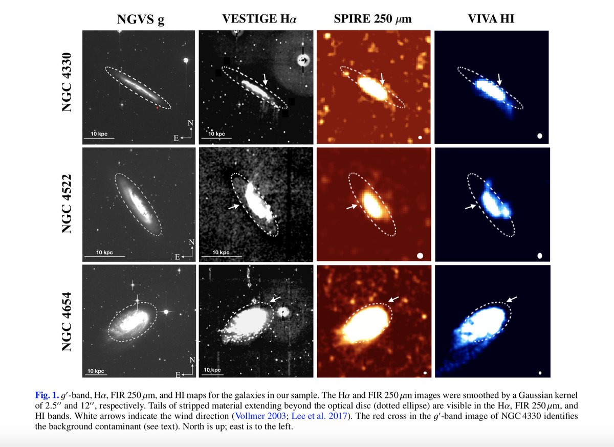 Alessia Longobardi tweet media