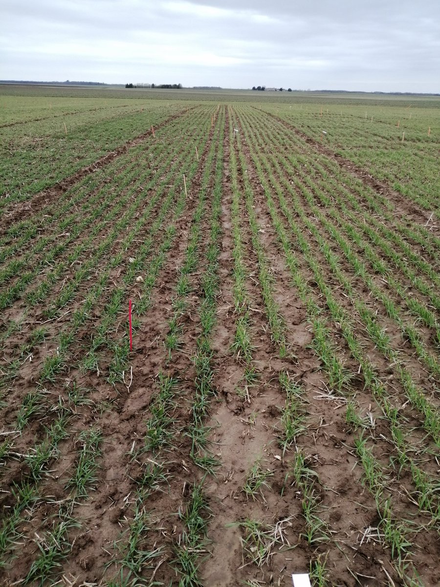 Premières observations post gel sur notre essai variétés blé dur. De belles différences variétale.
A affiner la semaine prochaine.. 🌱🔍