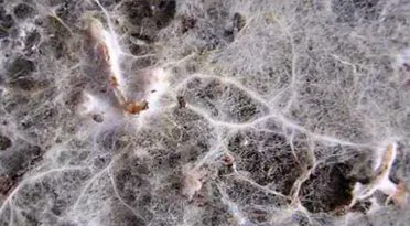 Stratford_CG's tweet photo. #Gardening #Quiz answer. 
Q11: What is Mycorrhizal Fungi? C -  These beneficial fungi attach to plant roots, taking sugars in exchange for moisture and nutrients gathered from the soil by the fungal strands. #MycorrhizalFungi #Mycorrhizal #Fungi #Mycorrhizas #Permaculture #soil https://t.co/TAta0whoTv
