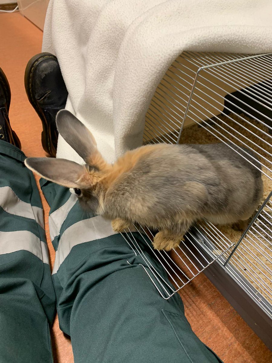 DierenAmsterdam's tweet photo. Liefdeloos verzorgd en harteloos gedumpt #Commelinstraat t/o 298 #Dapperbuurt #Amsterdam dat kunnen we constateren. Een ding is zeker deze vreselijke lieve en slimme Nijntje #BelgischeHaas (konijnenras) heeft nu al een beter leven. Tips iemand? #Vrijwilligers https://t.co/EsvzQARKTU