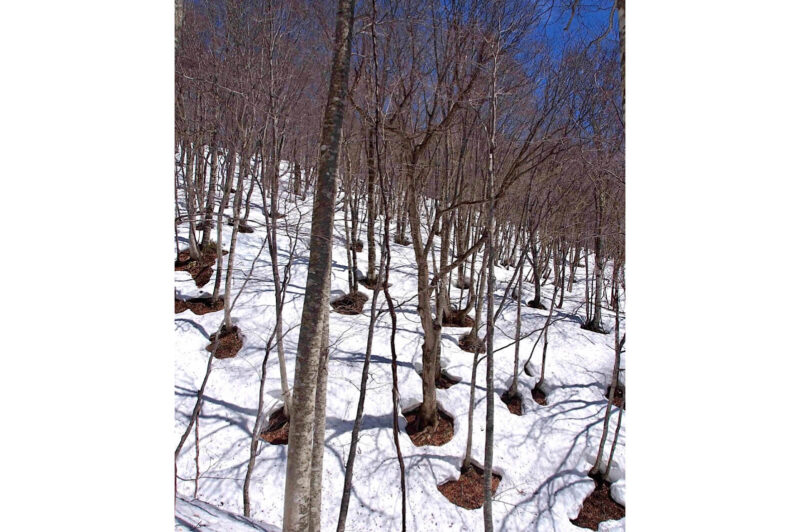 暦生活 こよみせいかつ 雪が最初にとけるのは 木の根の周辺です 樹木の周囲だけ 丸い穴をあけたように雪がとけているのを 木の根明 あ く といい 根明き 雪根開き という言葉もあります 春の兆しを感じるなんとも美しい自然現象です 暦生活 こよみせいかつ 雪が最初にとけるのは 木の根の周辺です 樹木の周囲だけ 丸い穴をあけたように雪がとけているのを 木の根明 あ く といい 根明き 雪根開き という言葉もあります 春の兆しを感じるなんとも美しい自然現象です