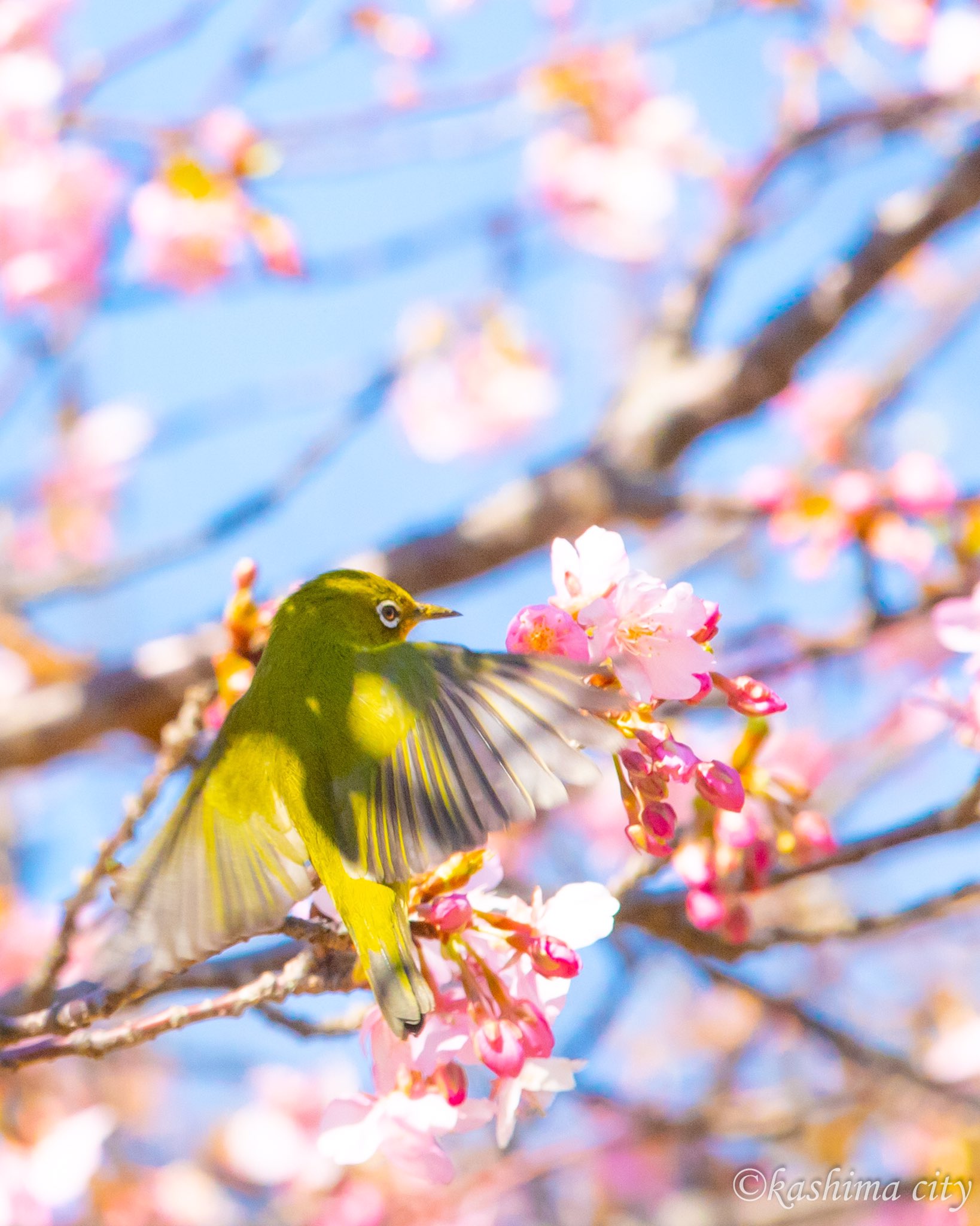 桜 茨城県鹿嶋市（公式） on X: 