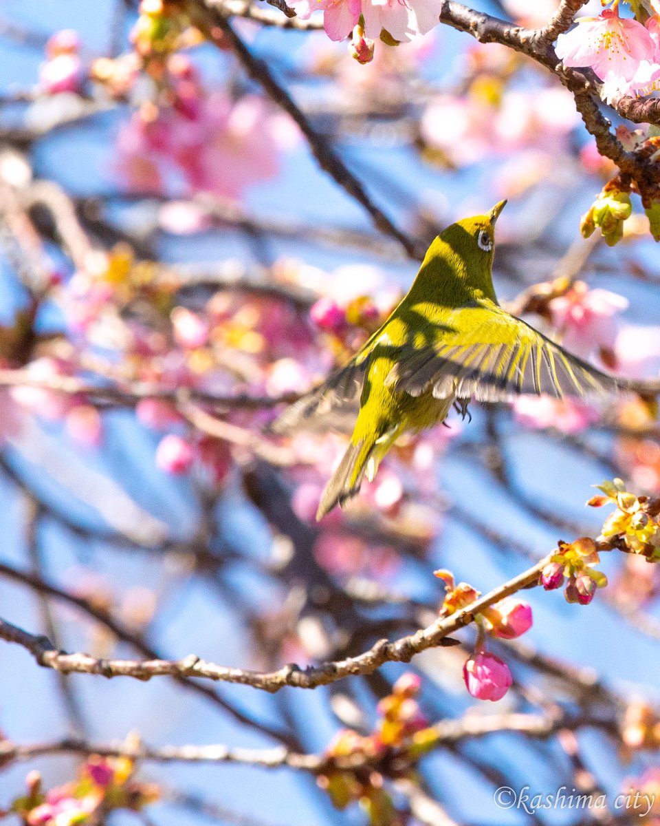 最大30%OFF ☆あお様専用☆ステンドグラスパネル(桜とメジロ