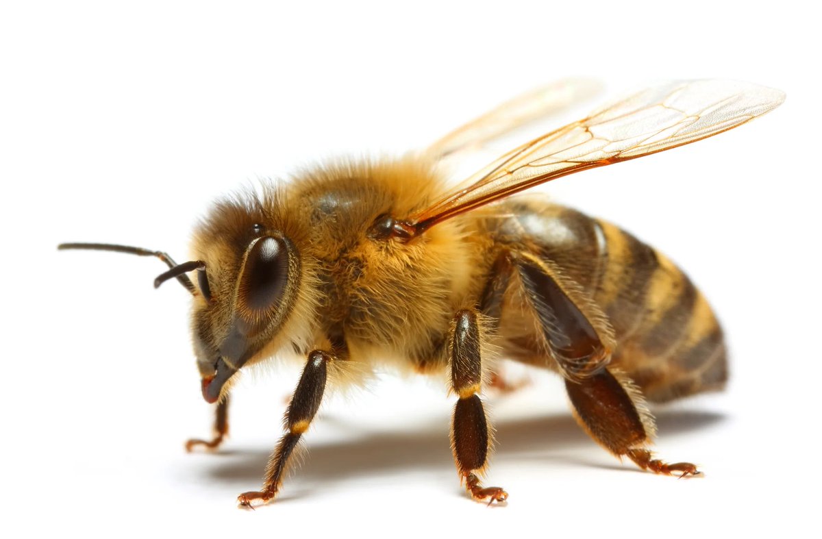 apimondia's tweet photo. Are you a solitary bee or a social bee? https://t.co/xMqPQdpxgB