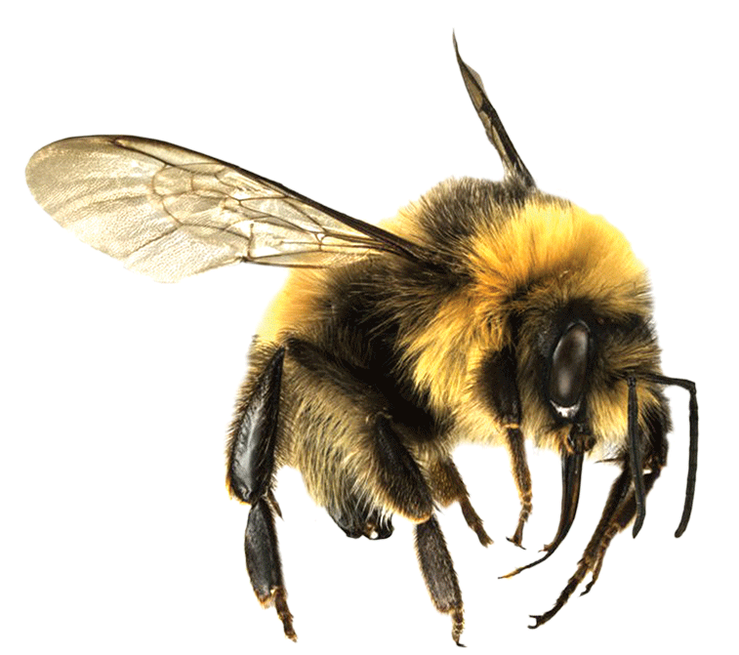 Are you a solitary bee or a social bee?