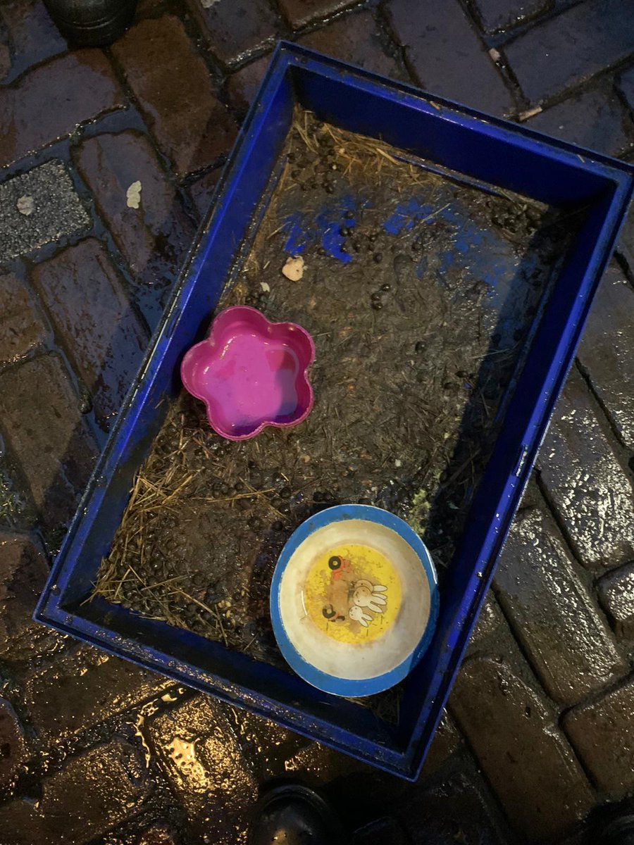 DierenAmsterdam's tweet photo. Liefdeloos verzorgd en harteloos gedumpt #Commelinstraat t/o 298 #Dapperbuurt #Amsterdam dat kunnen we constateren. Een ding is zeker deze vreselijke lieve en slimme Nijntje #BelgischeHaas (konijnenras) heeft nu al een beter leven. Tips iemand? #Vrijwilligers https://t.co/EsvzQARKTU