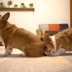 独特なお尻の嗅ぎ方のワンコと、嗅がれてる間ずっとイケメンなワンコw