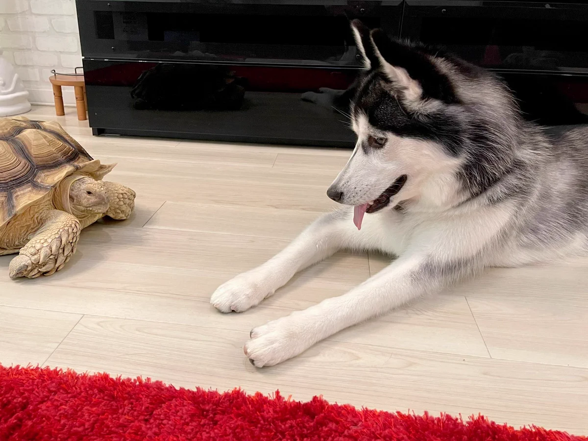 ハスキー犬が一緒に寝たい相手は大きなカメさん！二匹とも寝顔が安心しきっているｗｗ