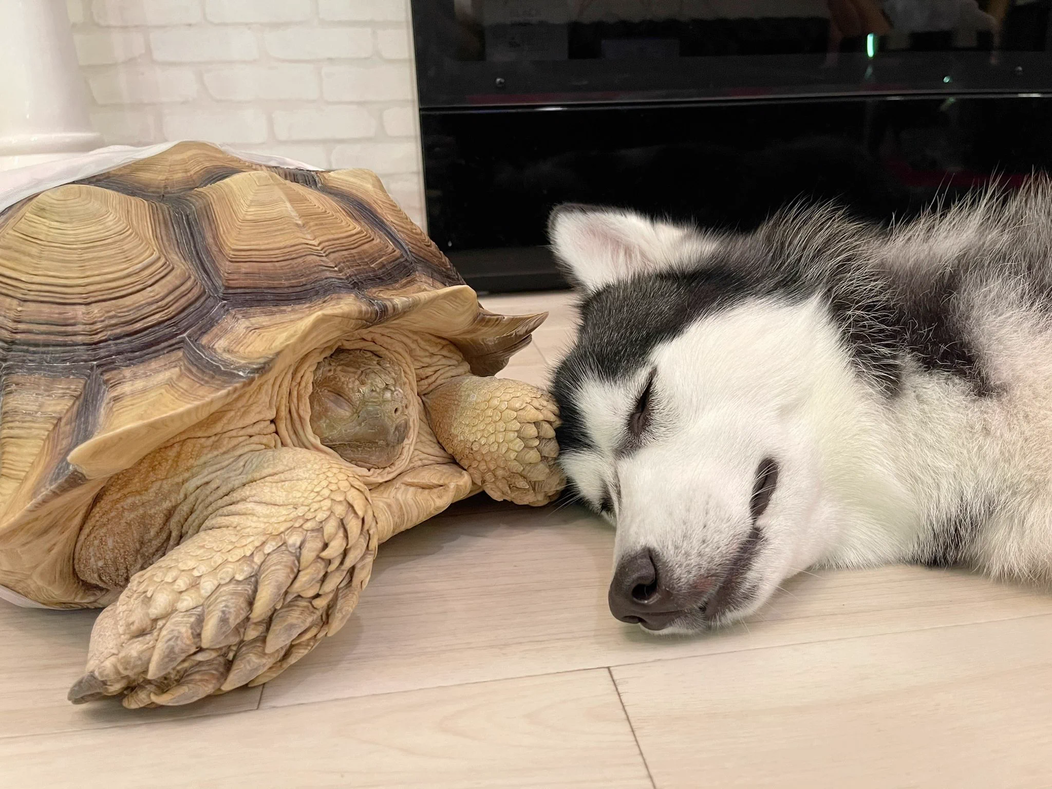 ハスキー犬が一緒に寝たい相手は大きなカメさん！二匹とも寝顔が安心しきっているｗｗ