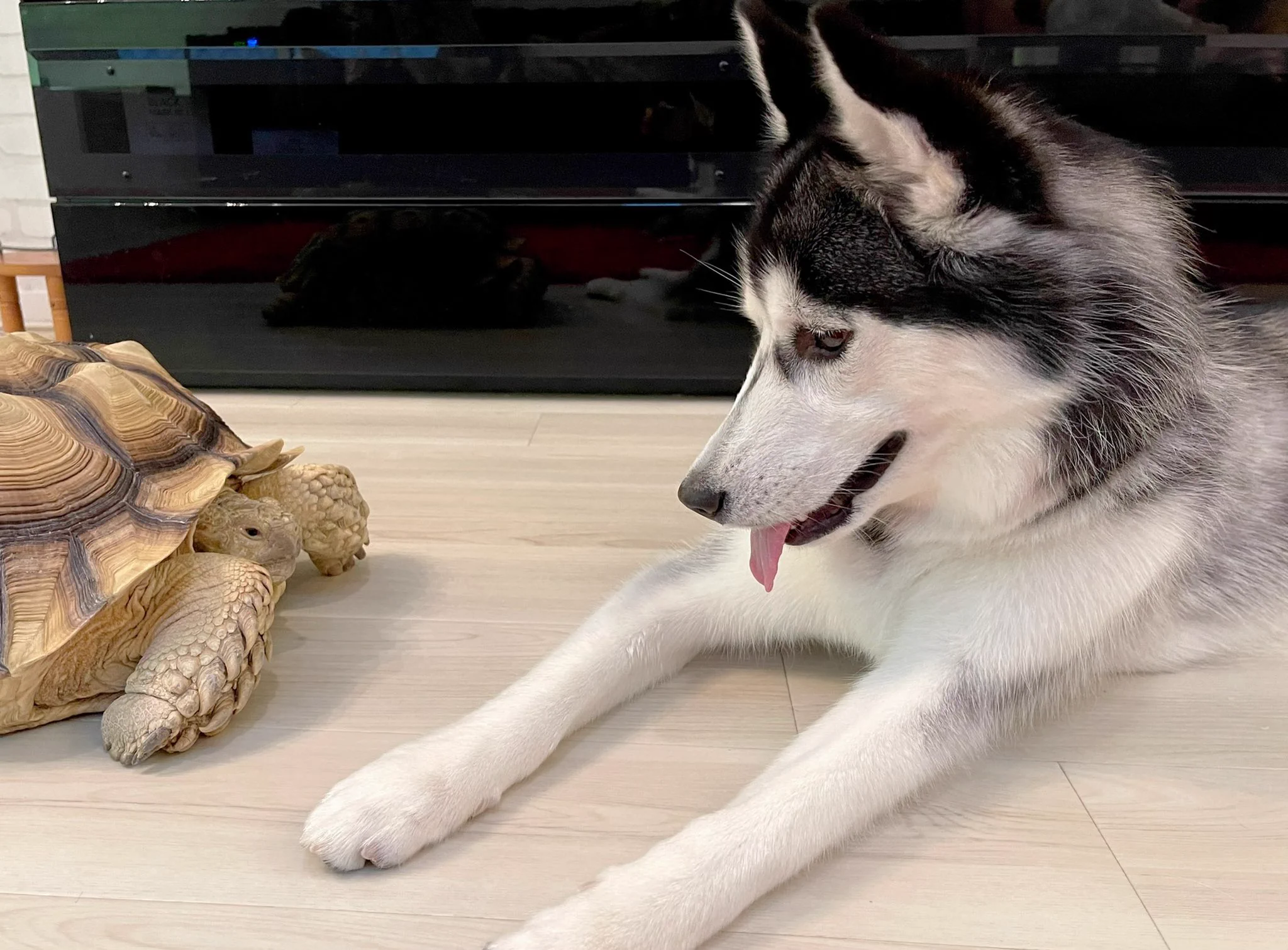 ハスキー犬が一緒に寝たい相手は大きなカメさん！二匹とも寝顔が安心しきっているｗｗ