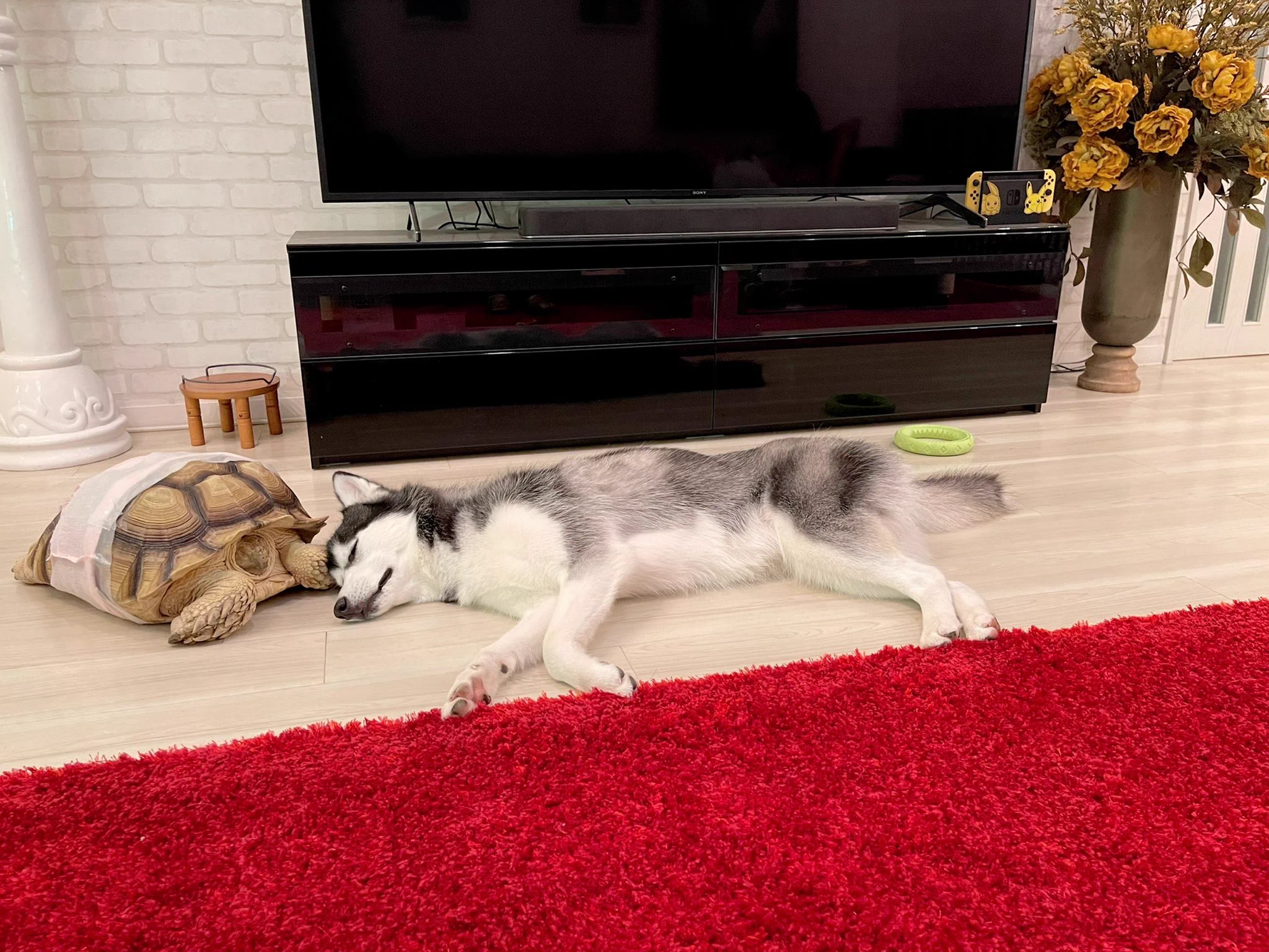 ハスキー犬が一緒に寝たい相手は大きなカメさん！二匹とも寝顔が安心しきっているｗｗ