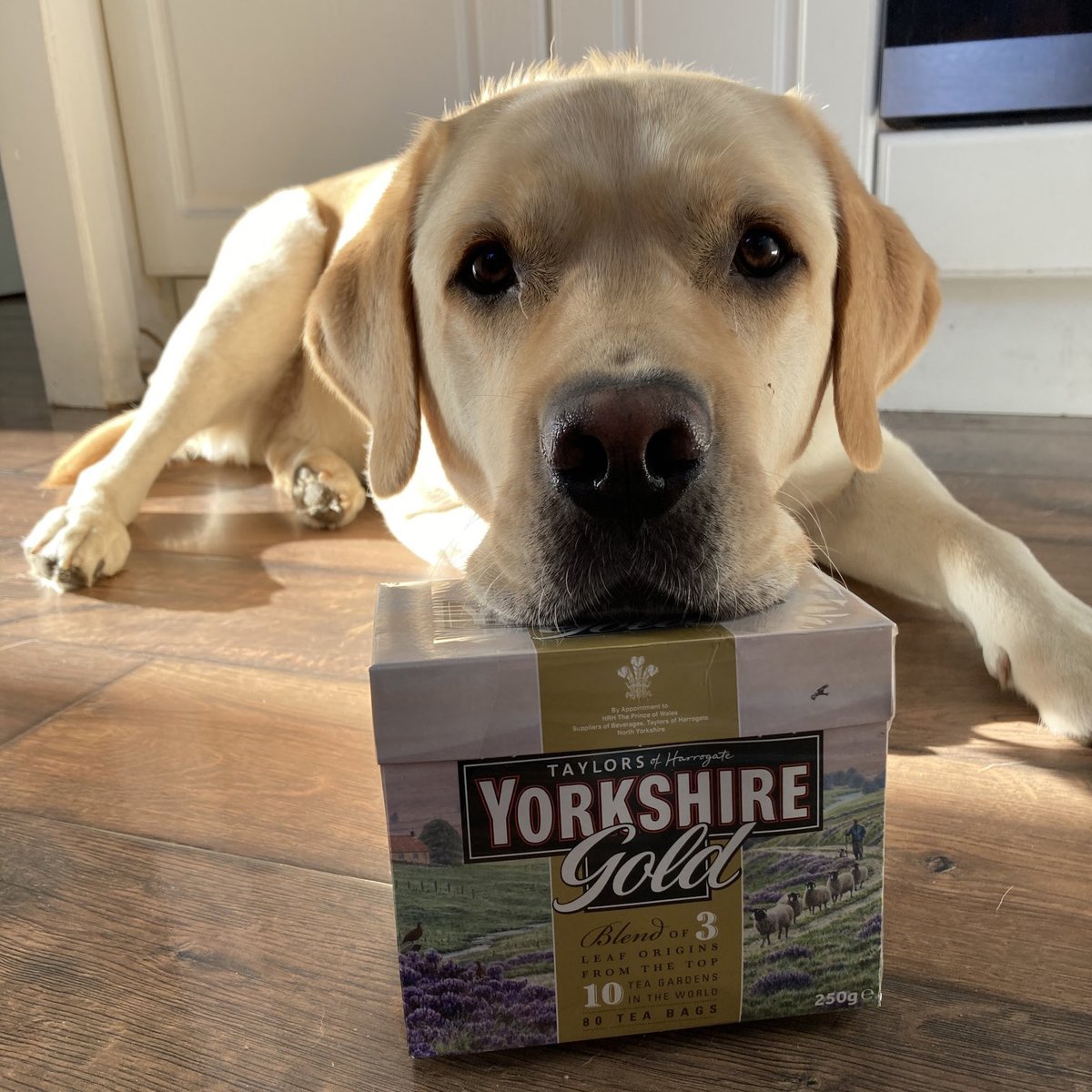 YorkshireTea's tweet photo. Are you a dog? Are you tired? Then you need Yorkshire Gold - the comfy canine cushion that supports your face!

And that's not all. Open it up to find 80 tea bags inside, giving your owner the tasty treats they need to keep their coat healthy and shiny.

📷 @AssistanceZiggy https://t.co/H0K4d0diQf