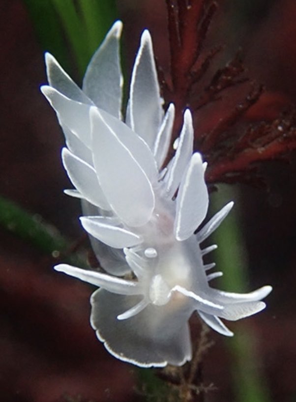 RuPaul as sea creatures.A thread.