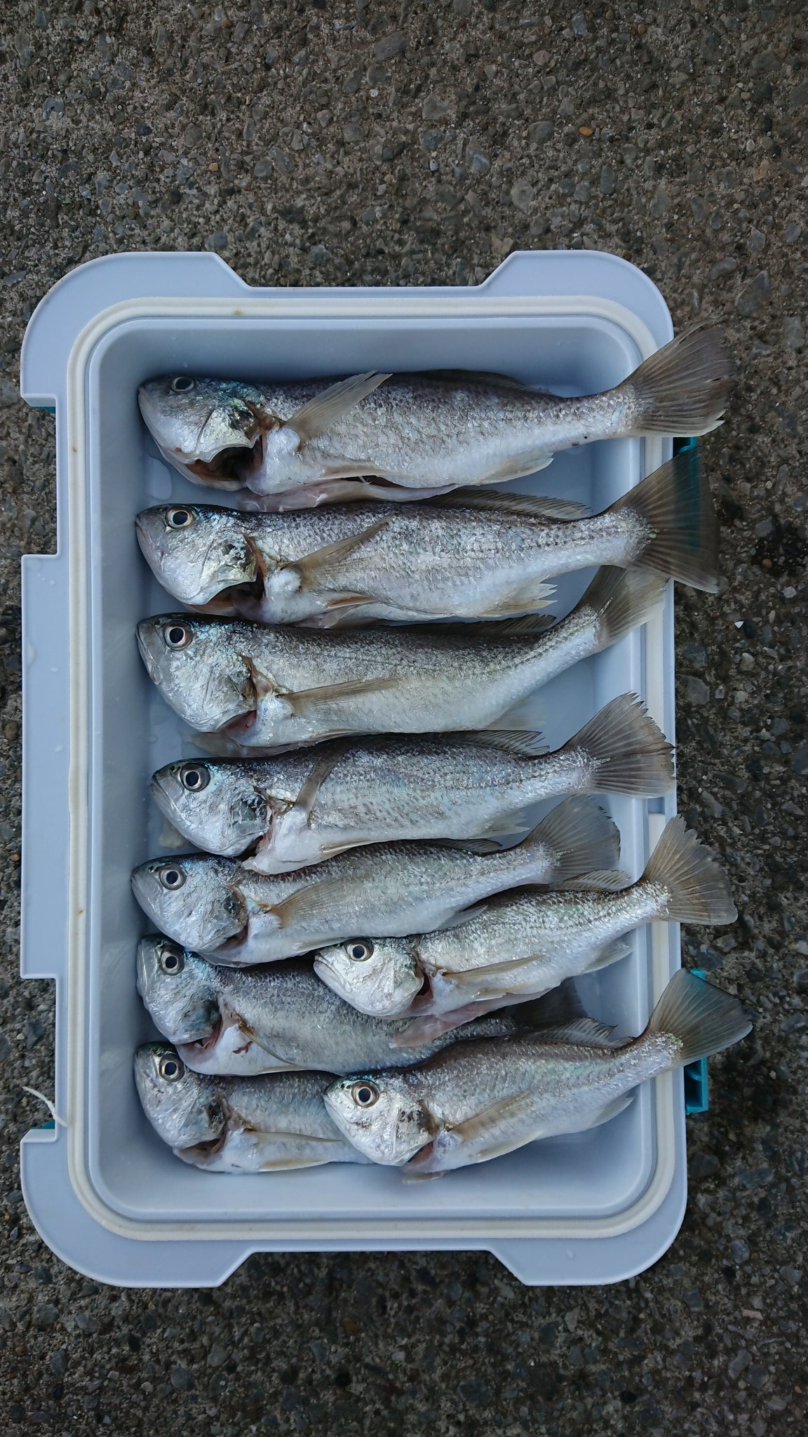なべちゃま 本牧でイシモチ9匹 アナゴ1匹釣れました 午前中は9時過ぎから3匹 11時30分にまとめて4匹 13時過ぎに1匹 16時30分に斜めで1匹でした 本牧 大黒 磯子 ふれーゆ イシモチ アナゴ サメ 神奈川 海釣り施設 海釣り T Co