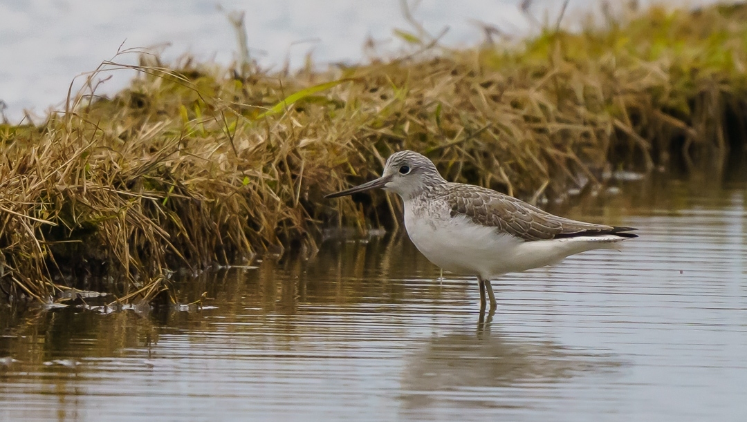 A Common Greenshank with funny facial expression 😛. A lot of birds to see when you visit Taiwan for sure!

📸 for more, click buseyphotography.com/common-greensh…