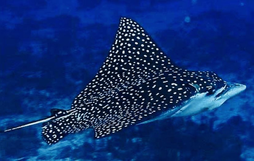 RuPaul as sea creatures.A thread.