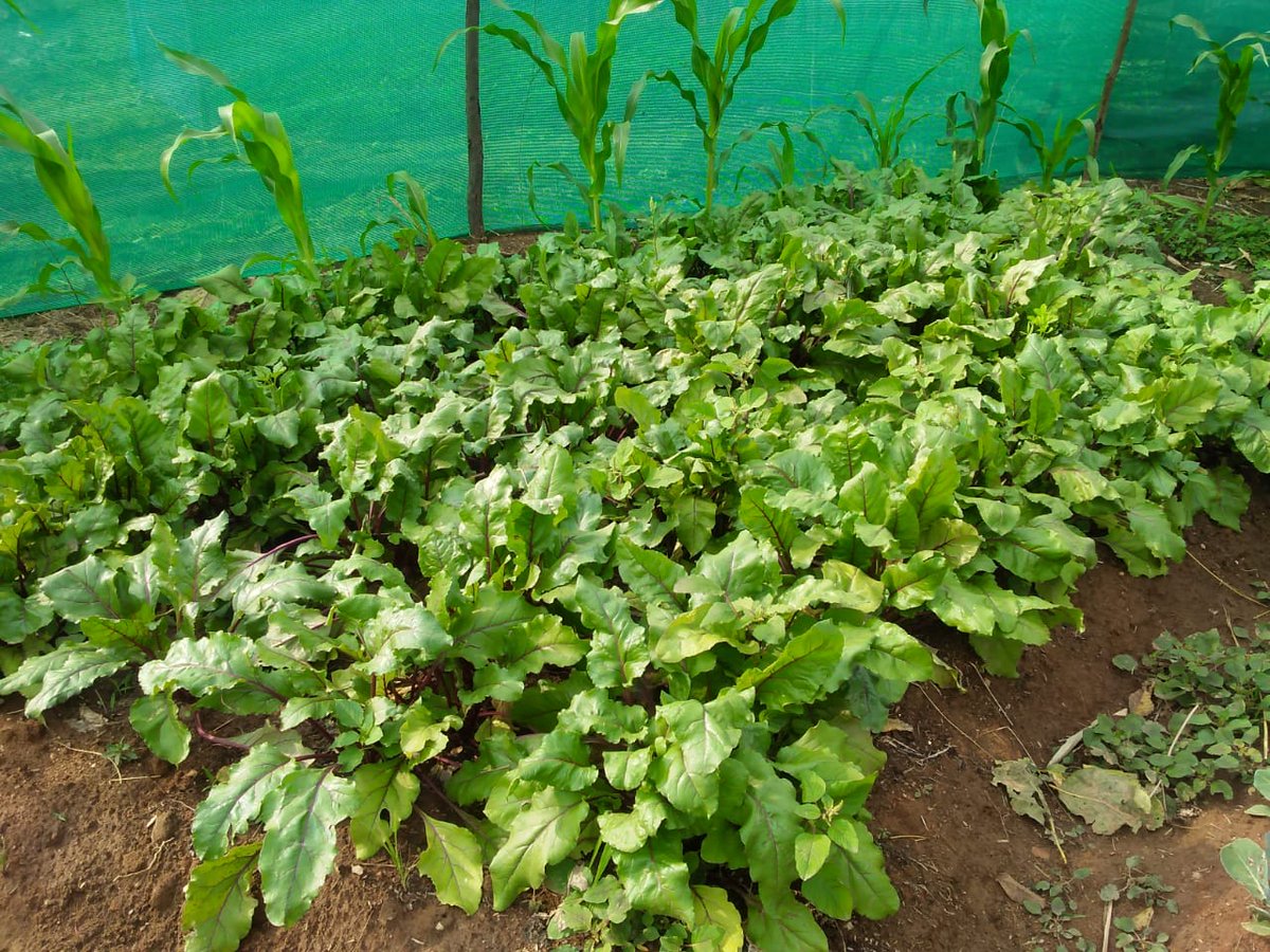 GramSamriddhi's tweet photo. प्रत्येक परिवार को सम्पुर्ण पोषण।
Crop rotation and crop selection should be in such a way that, a family will get complete Nutrition throughout the year.
#foodsecurity #malnutrition
#Balancefood #malnutrition #Odisha #foodbasket #Organicfarming https://t.co/x91m8TcBSz