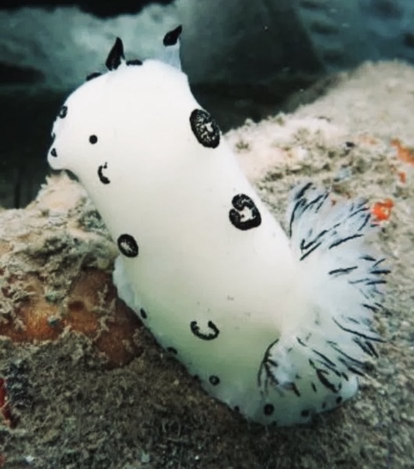 RuPaul as sea creatures.A thread.