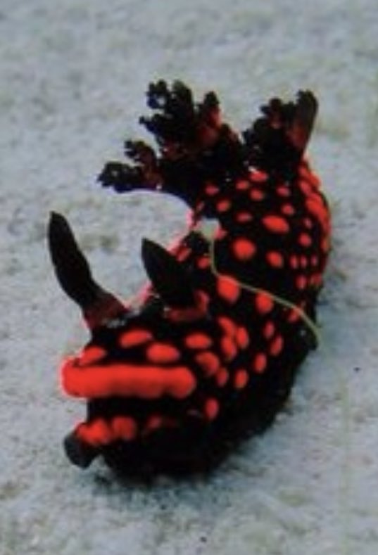 RuPaul as sea creatures.A thread.