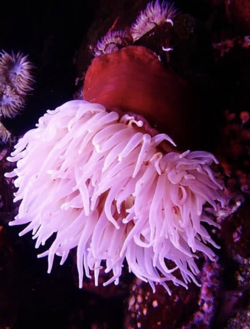 RuPaul as sea creatures.A thread.