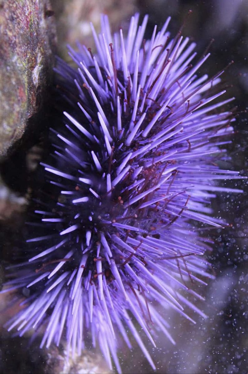 RuPaul as sea creatures.A thread.