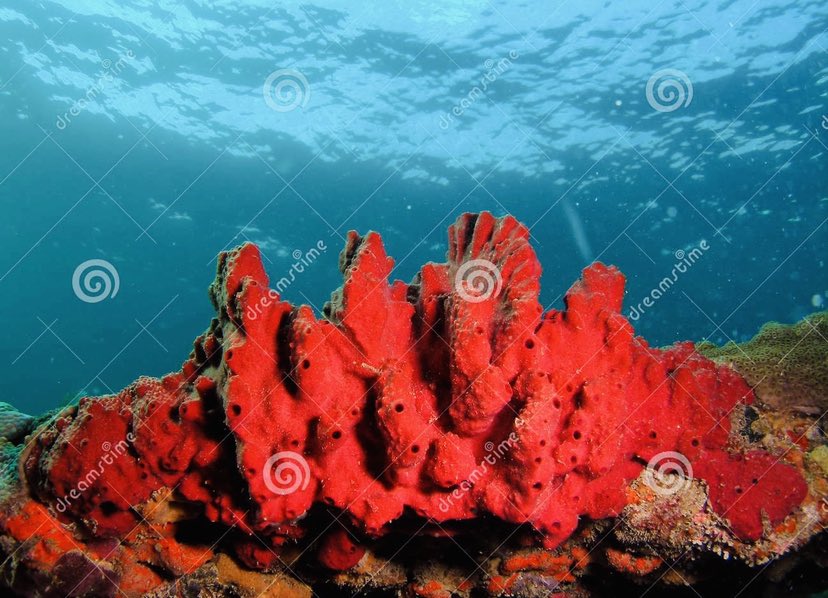 RuPaul as sea creatures.A thread.